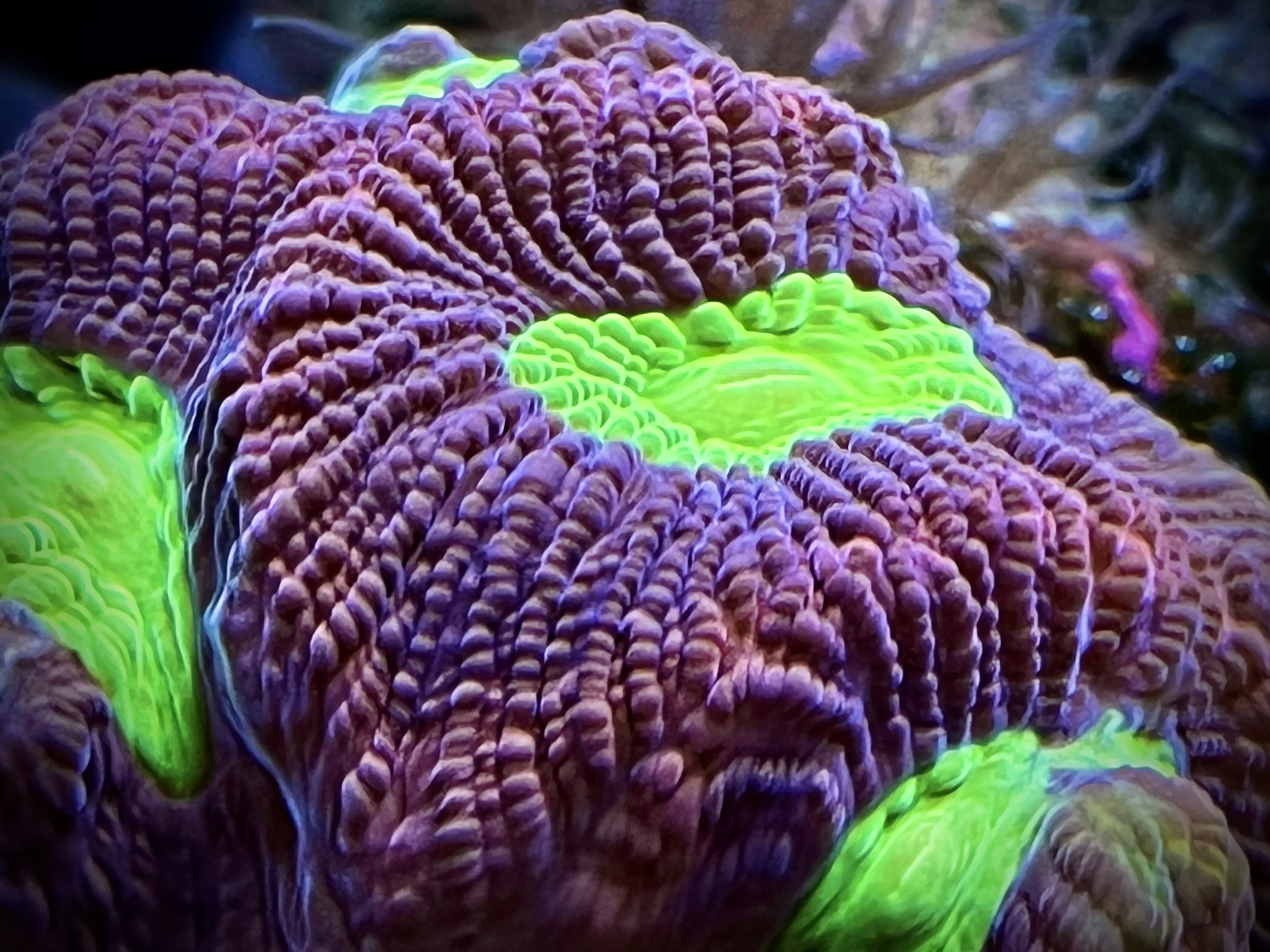 From the album: Aquaria