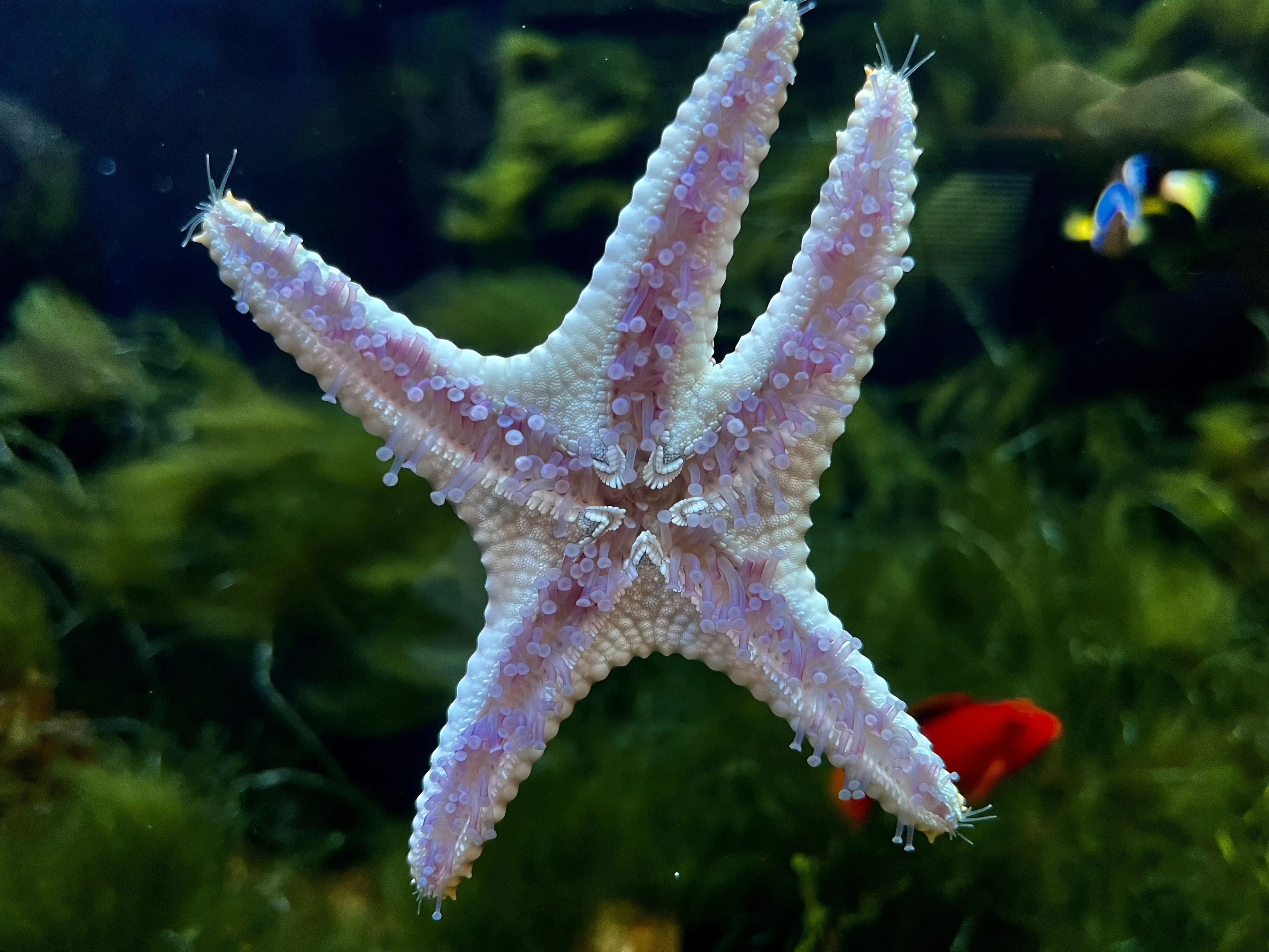From the album: Aquaria