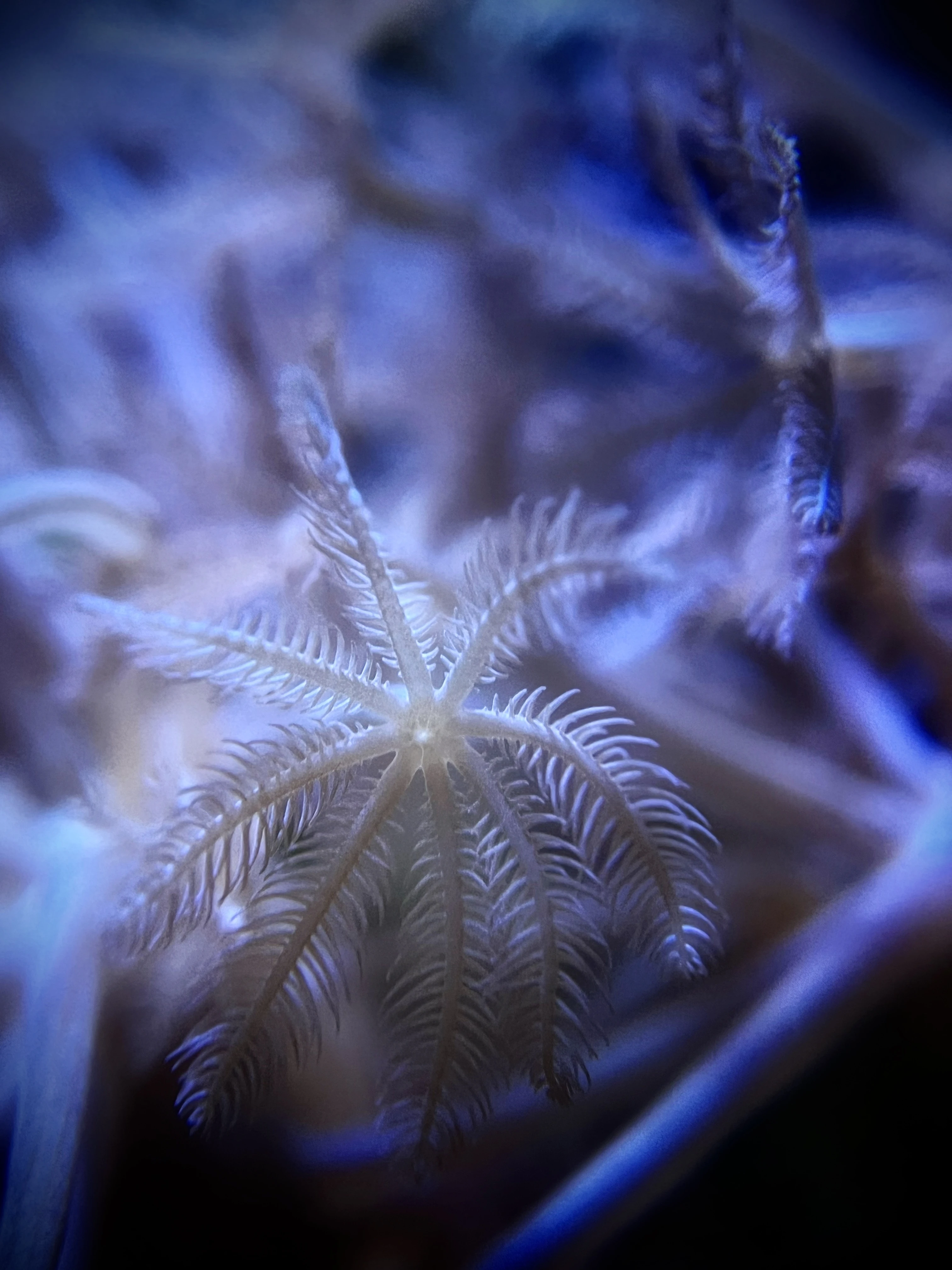 From the album: Aquaria