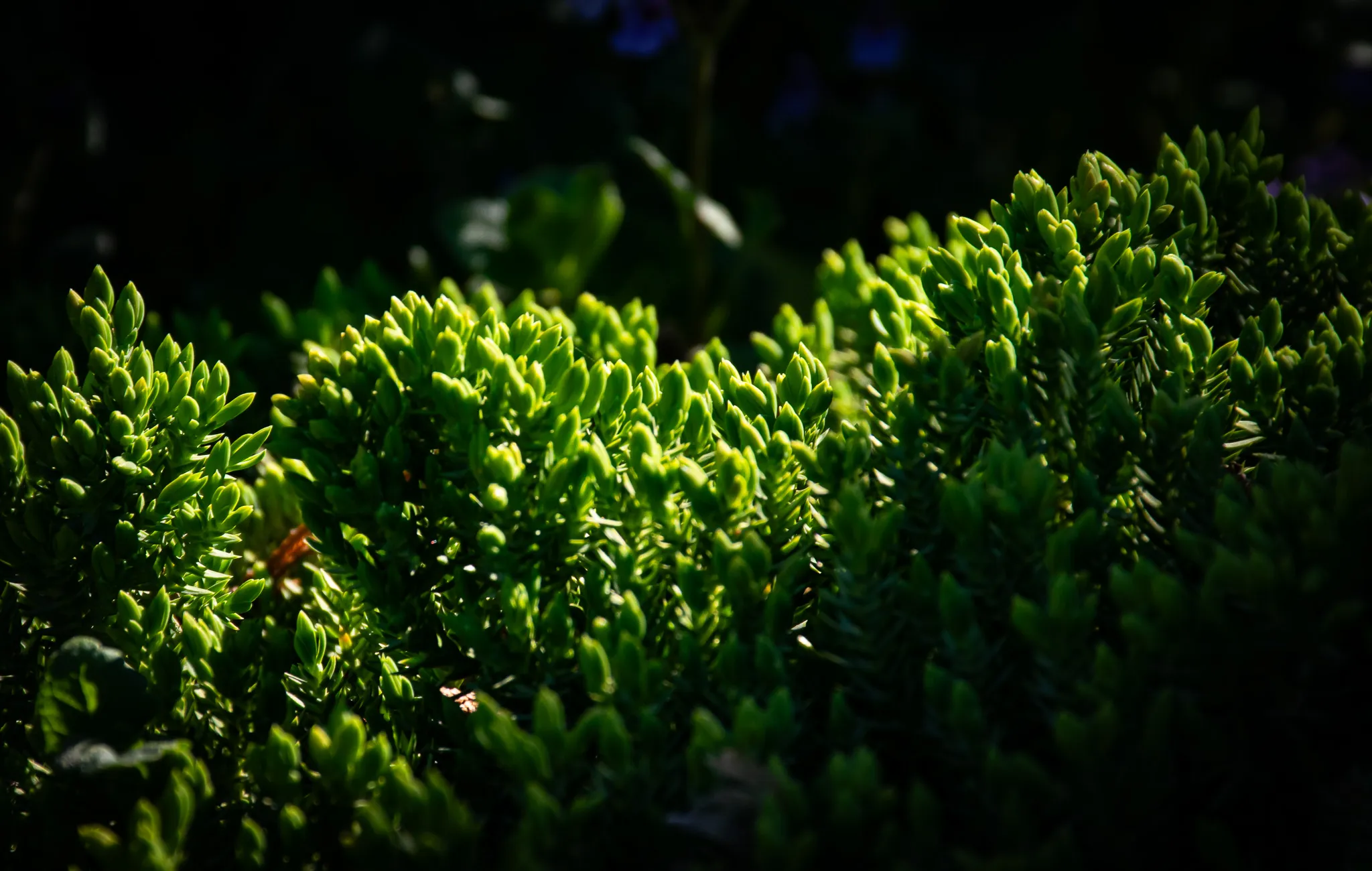 From the album: Nature